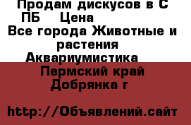 Продам дискусов в С-ПБ. › Цена ­ 3500-4500 - Все города Животные и растения » Аквариумистика   . Пермский край,Добрянка г.